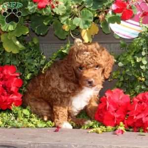 Justin, Cavapoo Puppy